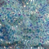 Iridescent Blue
